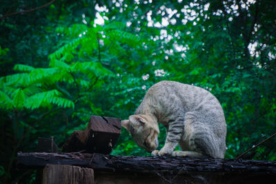 Cat looking away on tree in forest