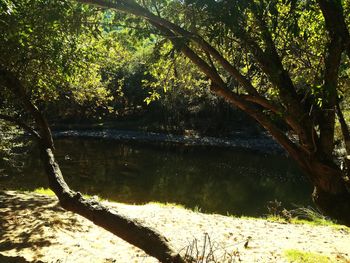 Scenic view of lake in forest