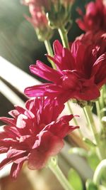 Close-up of flower blooming outdoors