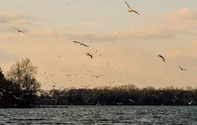 Birds flying over silhouette trees against sky