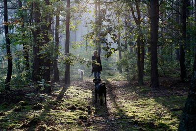 Rear view of people walking on pathway along trees in forest