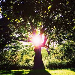 Sun shining through trees