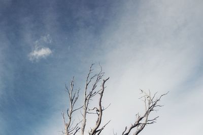 Low angle view of bare tree against sky