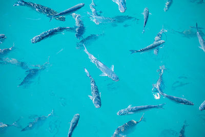 Fishes swimming in sea