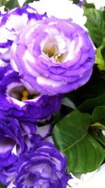 Close-up of purple iris