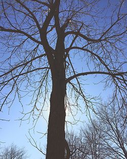 Low angle view of bare trees against sky