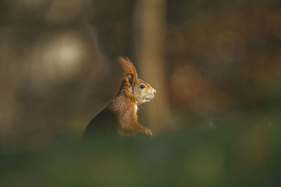 Close-up of squirrel