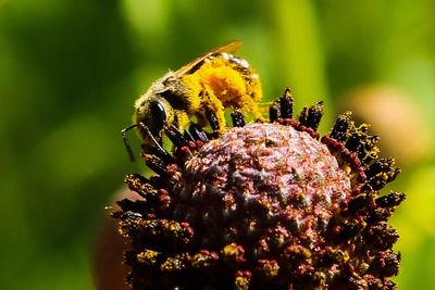 Close-up of bee on flower