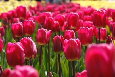 Close-up of tulips blooming on field