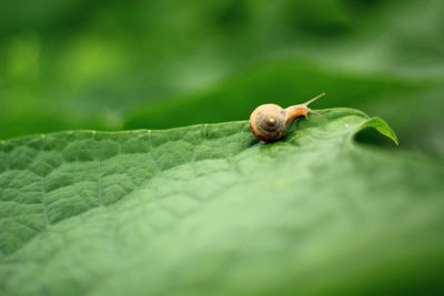 Close-up of snail on leaf