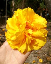 Close-up of hand holding yellow flower