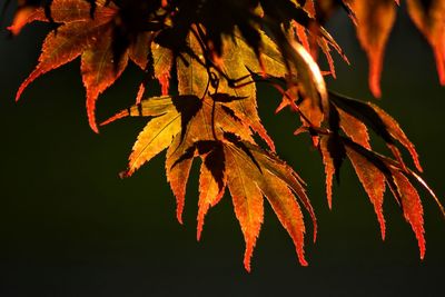 Close-up of leaves on branch