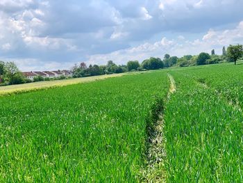 Scenic view of agricultural field against sky