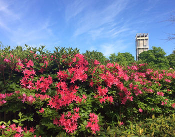 Pink flowers blooming on tree