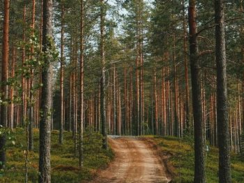 Footpath amidst trees in forest