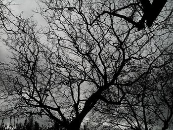 Low angle view of bare trees against sky