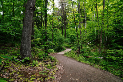 Road amidst trees in forest