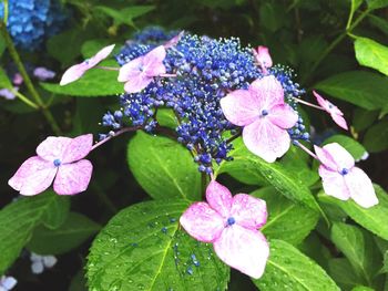 Close-up of purple flowers