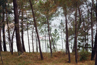 Trees in forest