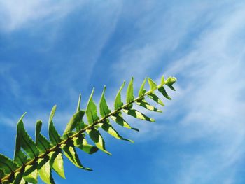 Low angle view of plant against sky