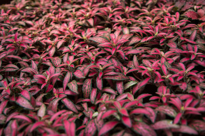 Full frame shot of pink leaves