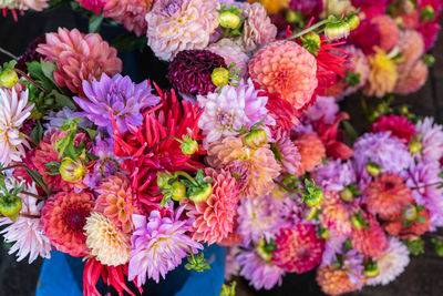 Close-up of pink flowering plants