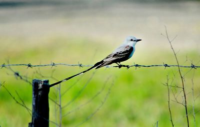 Close-up of bird perching on branch