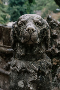 Close-up portrait of a lion