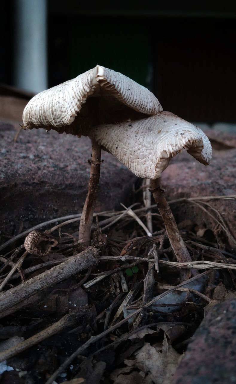 CLOSE-UP OF MUSHROOMS GROWING ON FIELD