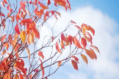 Low angle view of flowering plant against sky