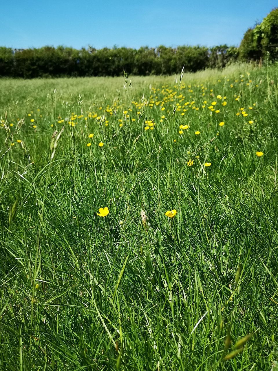 SCENIC VIEW OF GRASSY FIELD AGAINST YELLOW SKY