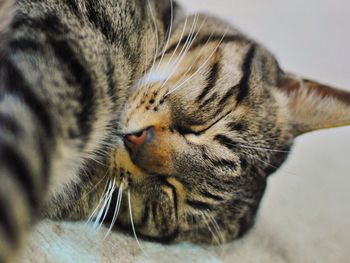 Close-up of cat resting