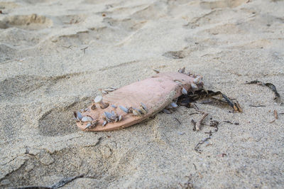 A mussel-covered flip-flop is on the beach. flotsam on cubavaradero.