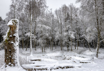 Snow covered land and trees in forest