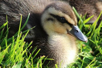 Close-up of an animal