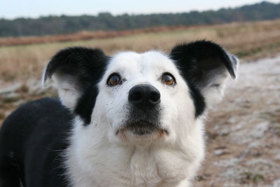 Close-up of border collie looking up on field