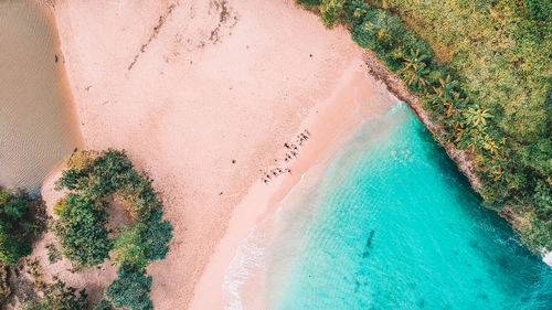 High angle view of plants by sea