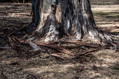 Close-up of tree trunk in forest