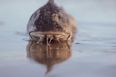 Close-up of turtle in the sea
