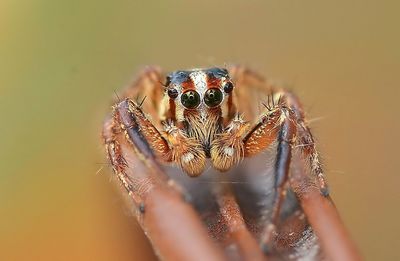 Close-up portrait of spider on hand