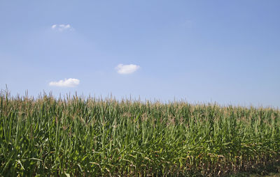 Crops growing on field against sky