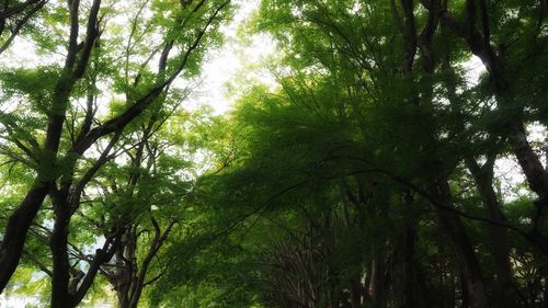 Low angle view of trees in forest