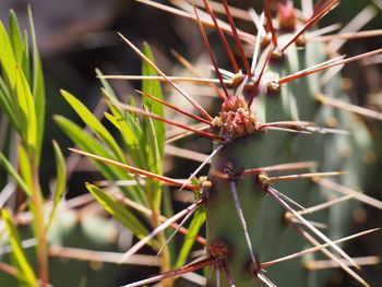 Close-up of insect on plant