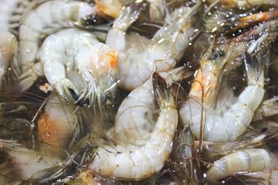 Close-up of fish for sale in market