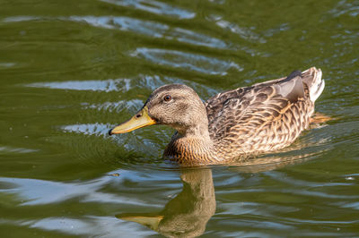 Duck swimming in lake