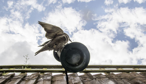 Low angle view of bird flying against sky