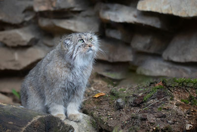 Cat looking away