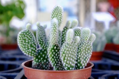 Close-up of potted plant