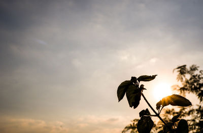 Close-up of plant growing on field against sky