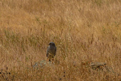 Bird perching on grass in field